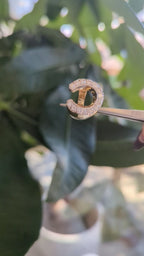 Vintage Gold and Diamond Horseshoe Ring